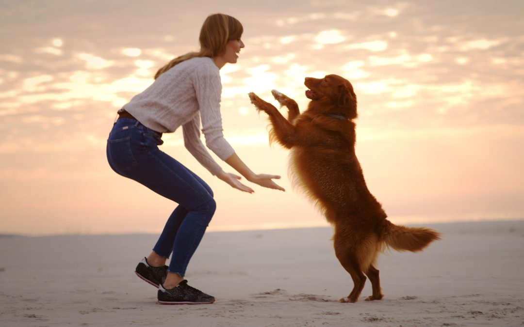 Why is your dog limping? 3 things to know about arthritis in dogs