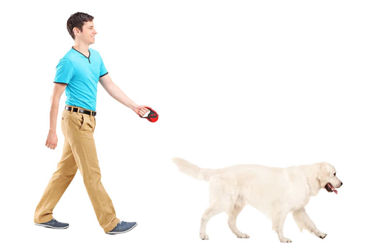 Man walking white lab on leash
